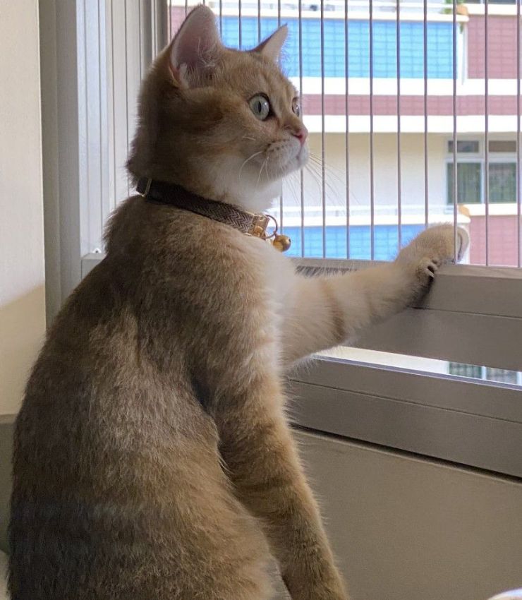 Balcony Invisible Grill